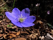 75 Hepatica nobilis (Erba trinita) sul sent.594A